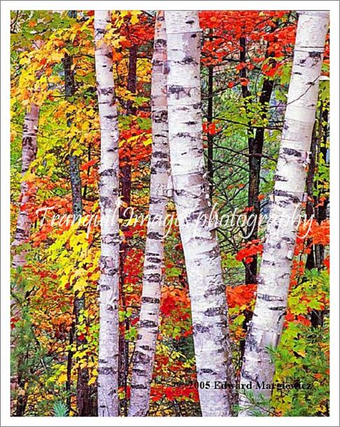 450130---Birches and fall color in Hiawatha National Forest.  View 2